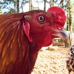 Third image of Escher Déierepark, from the photoset 'esch–sur–alzette (ii)'.