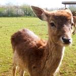 Fourth image of Escher Déierepark, from the photoset 'esch–sur–alzette (ii)'.