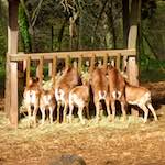 Sixth image of Escher Déierepark, from the photoset 'esch–sur–alzette (ii)'.