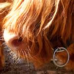 Seventh image of Escher Déierepark, from the photoset 'esch–sur–alzette (ii)'.