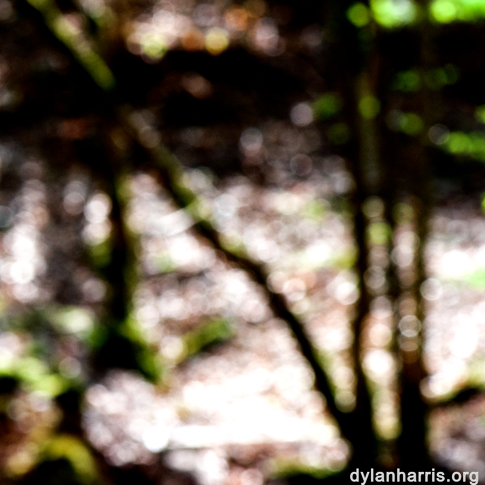 image: This is ‘
wood (xlv) 1
’.