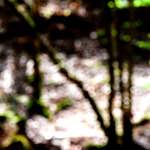 image: Image from the photoset ‘
wood (xlv)
’.