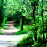 image: Image from the photoset ‘
wood (xlv)
’.