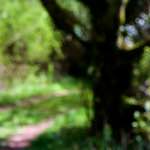 image: Image from the photoset ‘
wood (xlv)
’.