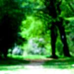 image: Image from the photoset ‘
wood (xlv)
’.