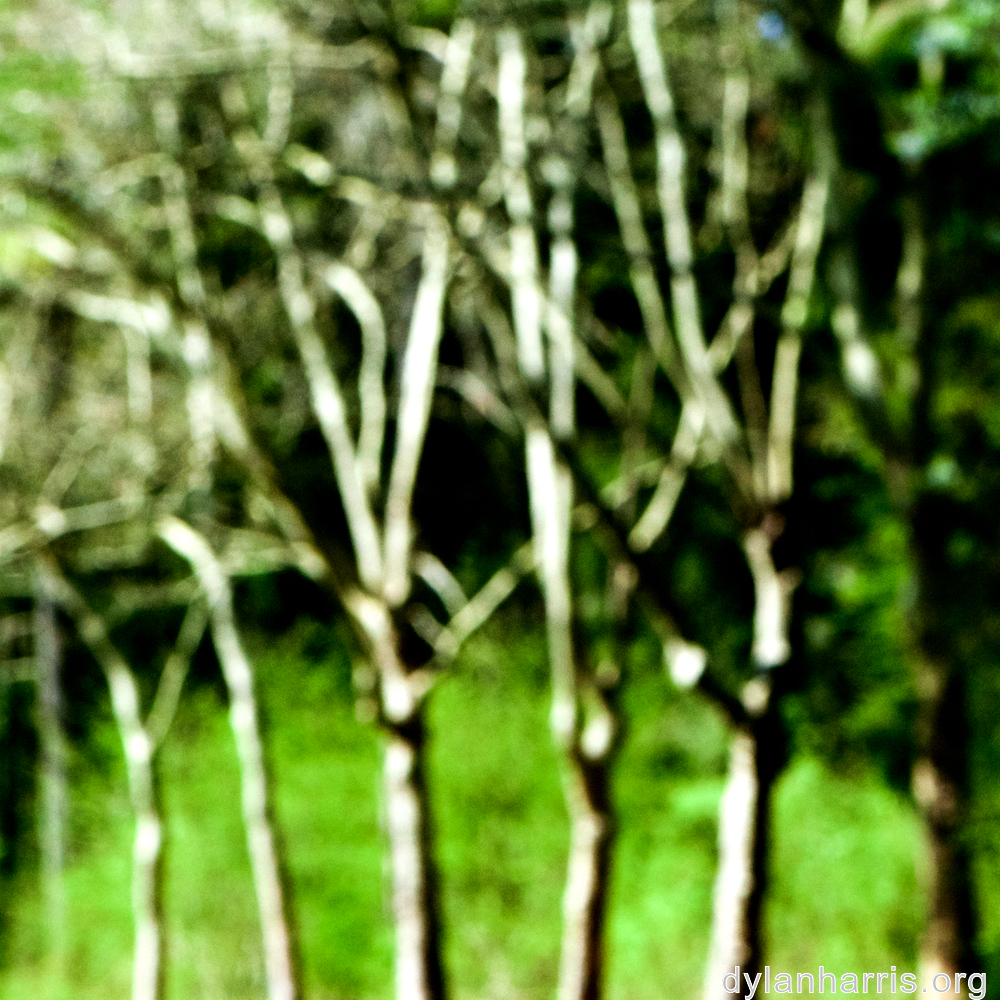 image: This is ‘
wood (xlvi) 2
’.