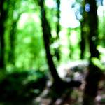 image: Image from the photoset ‘
wood (xlvi)
’.