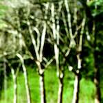 image: Image from the photoset ‘
wood (xlvi)
’.