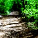 image: Image from the photoset ‘
wood (xlvi)
’.