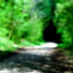 image: Image from the photoset ‘
wood (xlvi)
’.