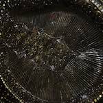 Image: Third image from the photoset 'elephant (iii)'.