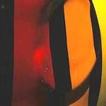 Image: Fourth image from the photoset 'elephant (iv)'.