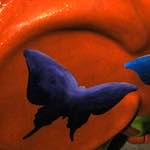 Image: Sixth image from the photoset 'elephant (iv)'.