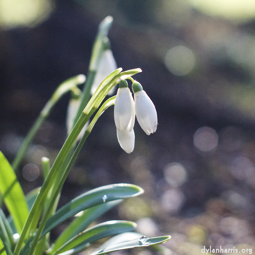 image: This is ‘
parc (xxii) 4
’.