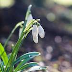 image: Image from the photoset ‘
parc (xxii)
’.