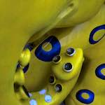 Image: Fourth image from the photoset 'elephant (v)'.