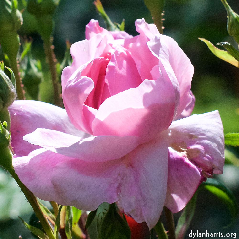 image: This is ‘
escher blummen (xiii) 3
’.