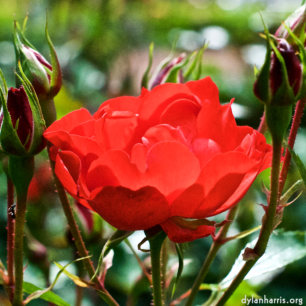 image: This is ‘
escher blummen (xiii) 4
’.