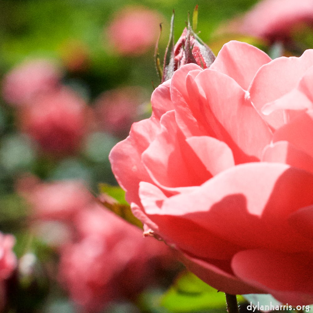 image: This is ‘
escher blummen (xiii) 6
’.