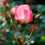 First image from the photoset 'flower (xiii)'.