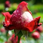 Second image from the photoset 'flower (xiii)'.