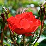 Fourth image from the photoset 'flower (xiii)'.