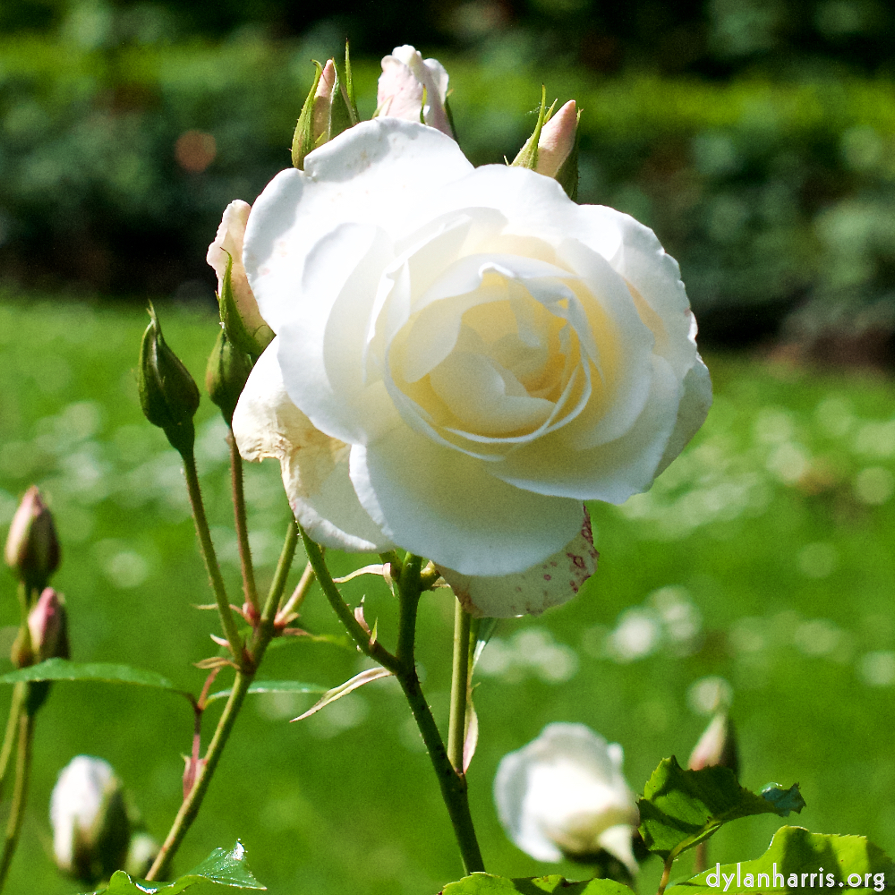 Image 'flower (xiv) 3'.