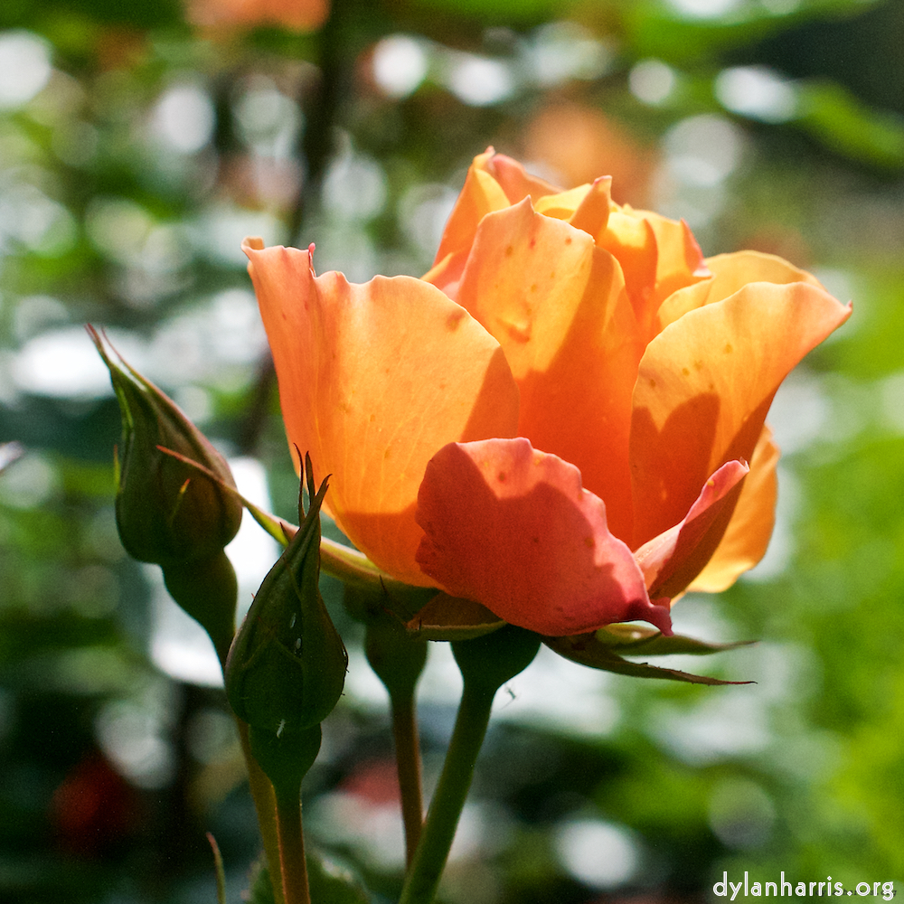 Image 'flower (xiv) 6'.