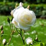 Third image from the photoset 'flower (xiv)'.