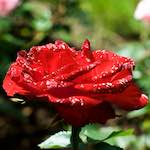 Fourth image from the photoset 'flower (xiv)'.