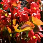 Fifth image from the photoset 'flower (xiv)'.