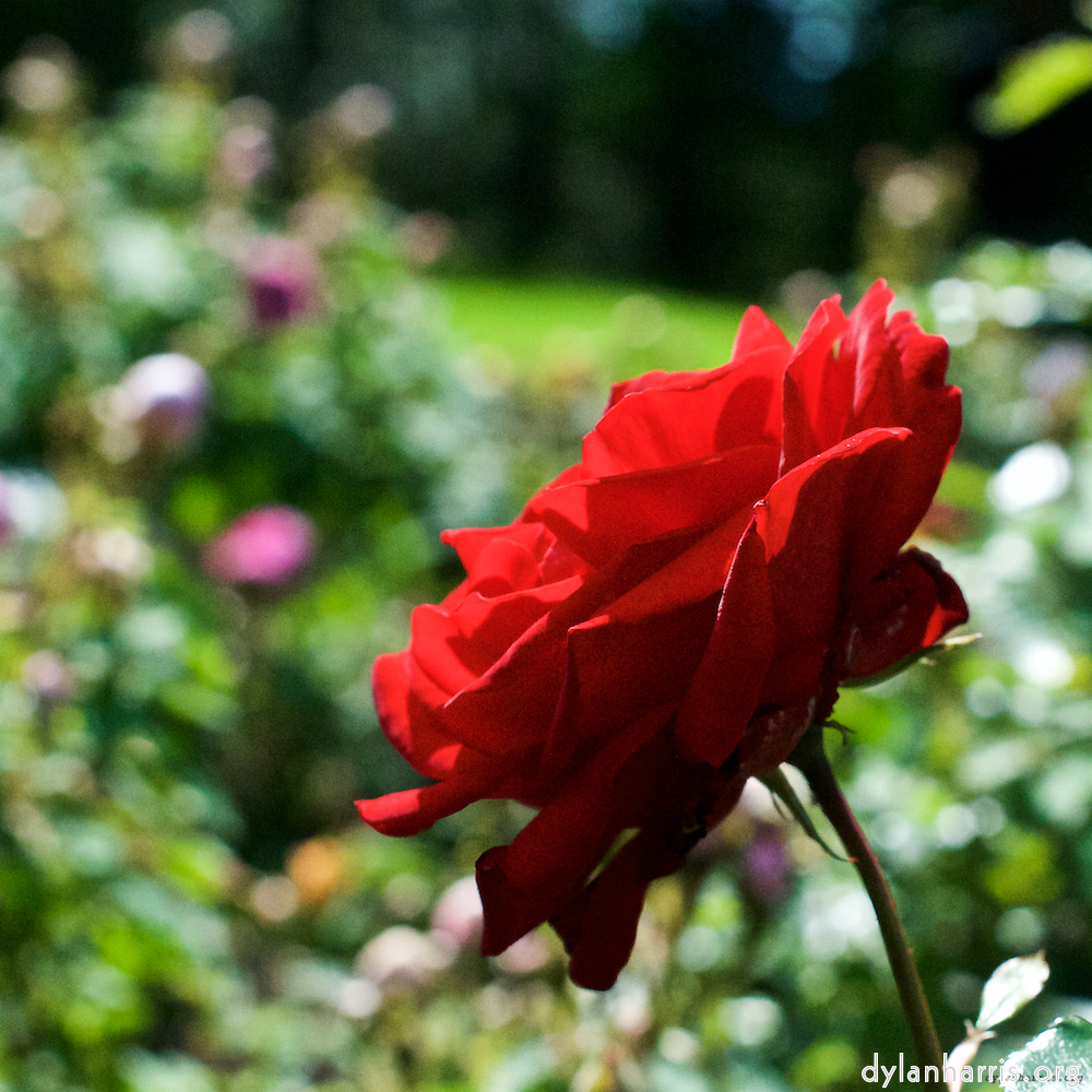 Image: Image 'escher blummen (xv) 1'.