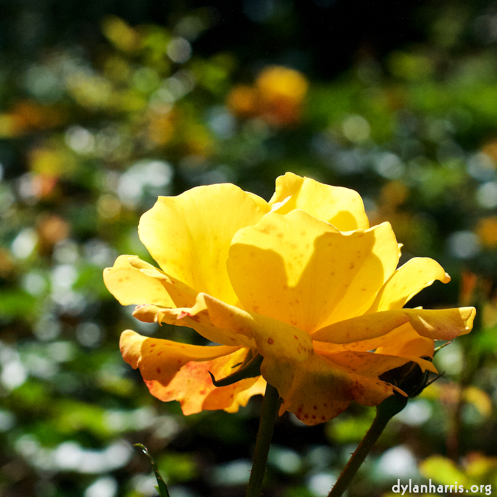 Image: Image 'escher blummen (xv) 3'.