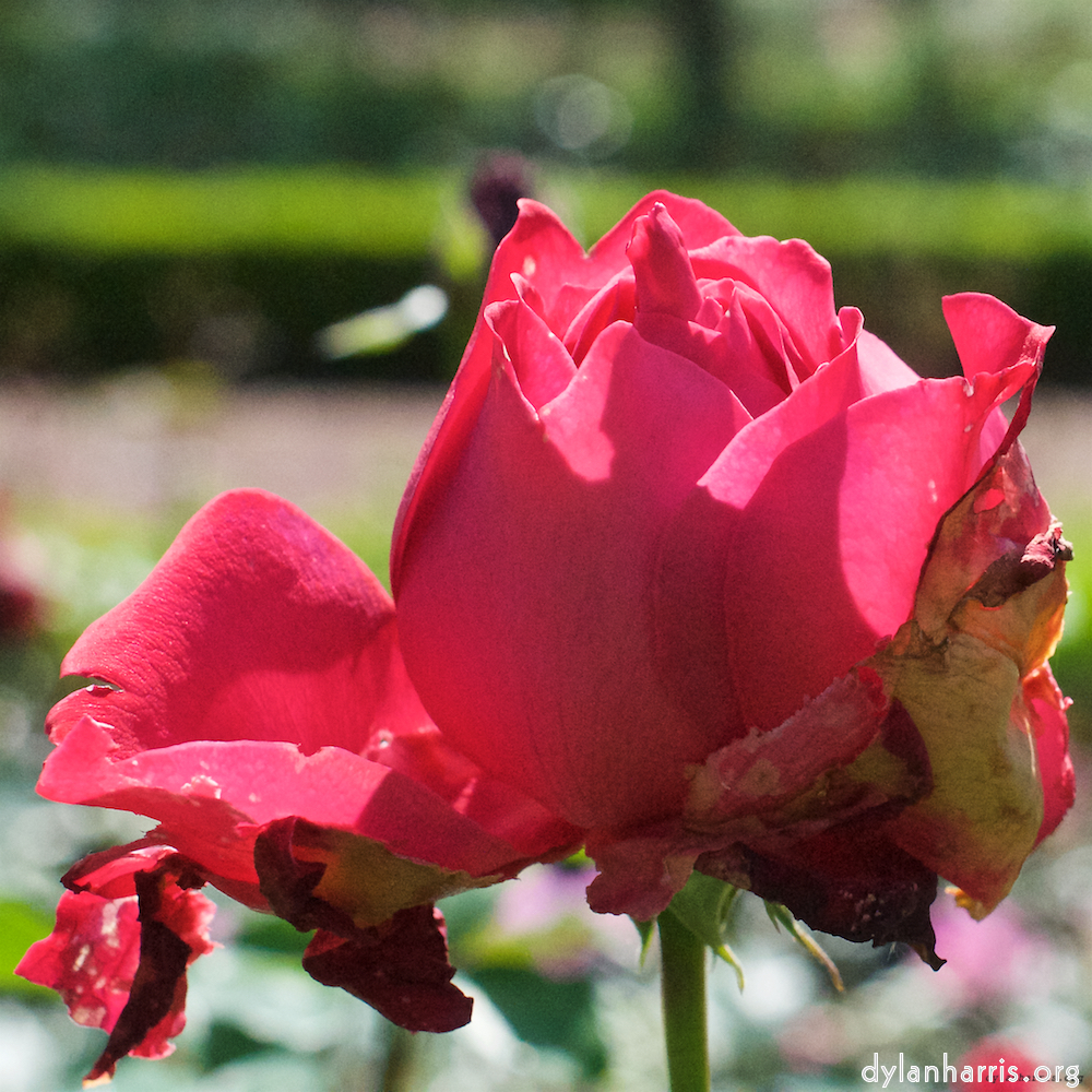 Image: Image 'escher blummen (xv) 4'.