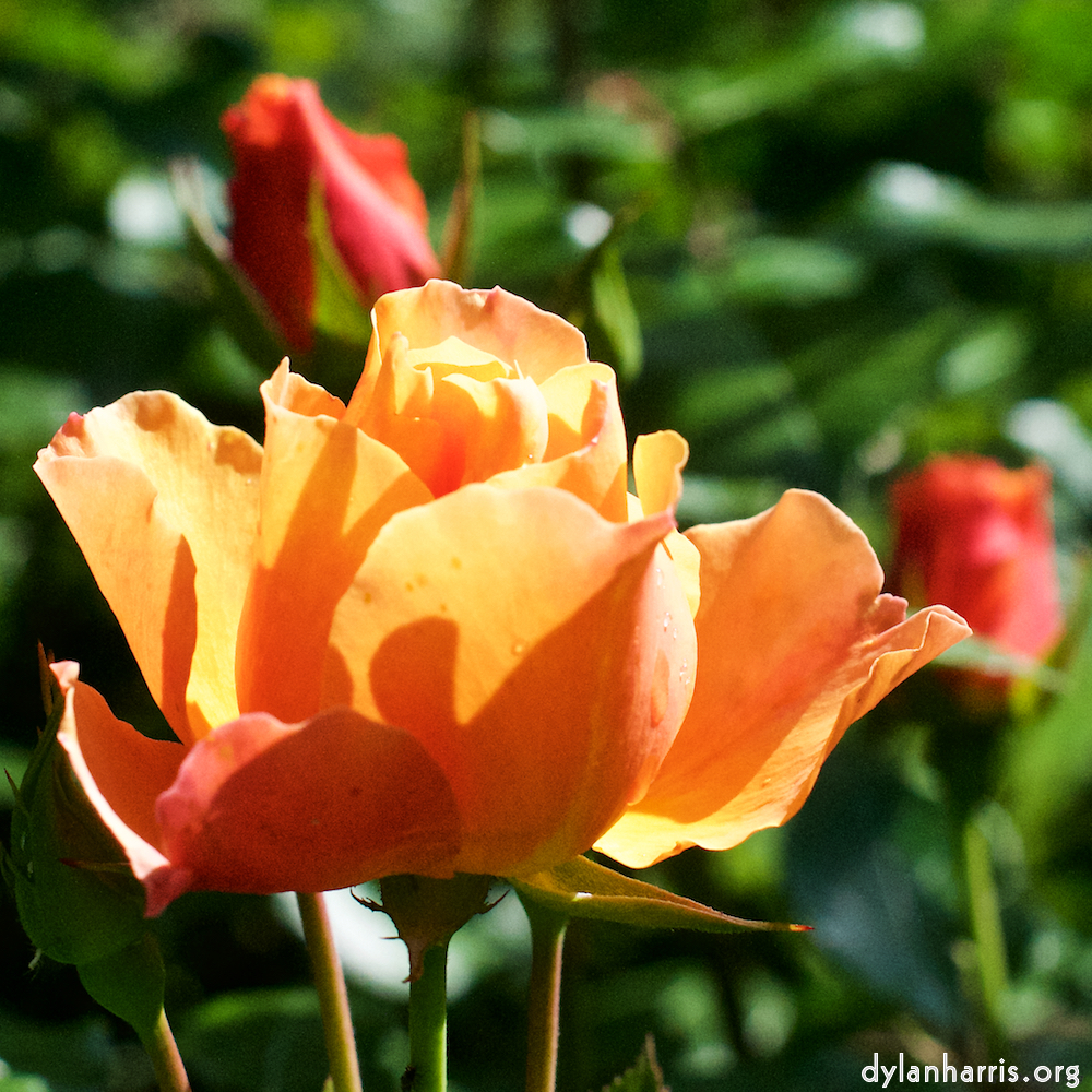 Image: Image 'escher blummen (xv) 5'.