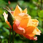 Image: Second image from the photoset 'escher blummen (xv)'.