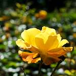 Image: Third image from the photoset 'escher blummen (xv)'.