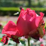 Image: Fourth image from the photoset 'escher blummen (xv)'.