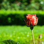 Image: Sixth image from the photoset 'escher blummen (xv)'.