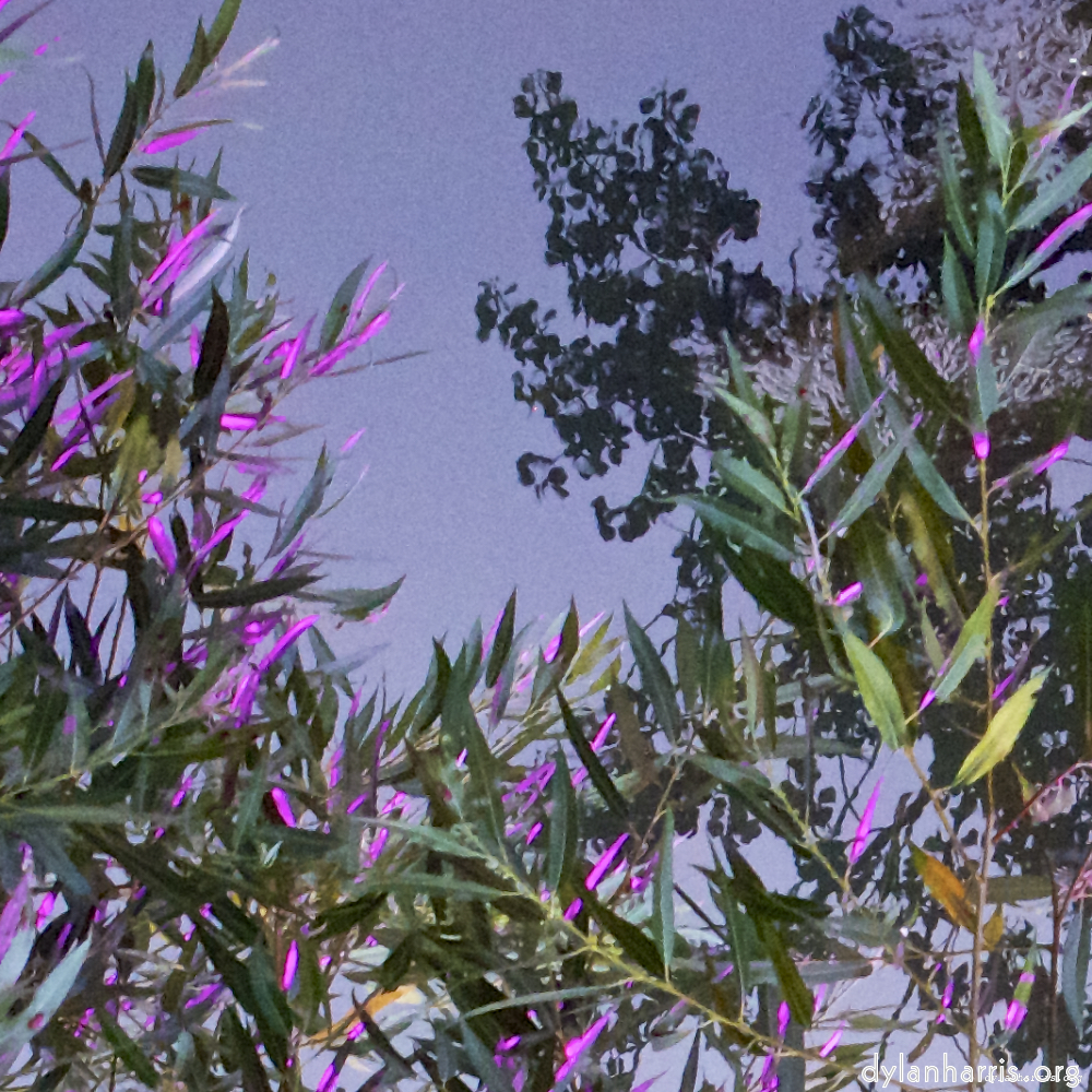 Image: Image 'flower (iv) 1'.