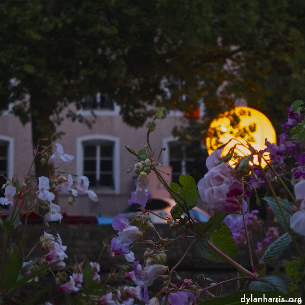 Image: Image 'flower (iv) 3'.