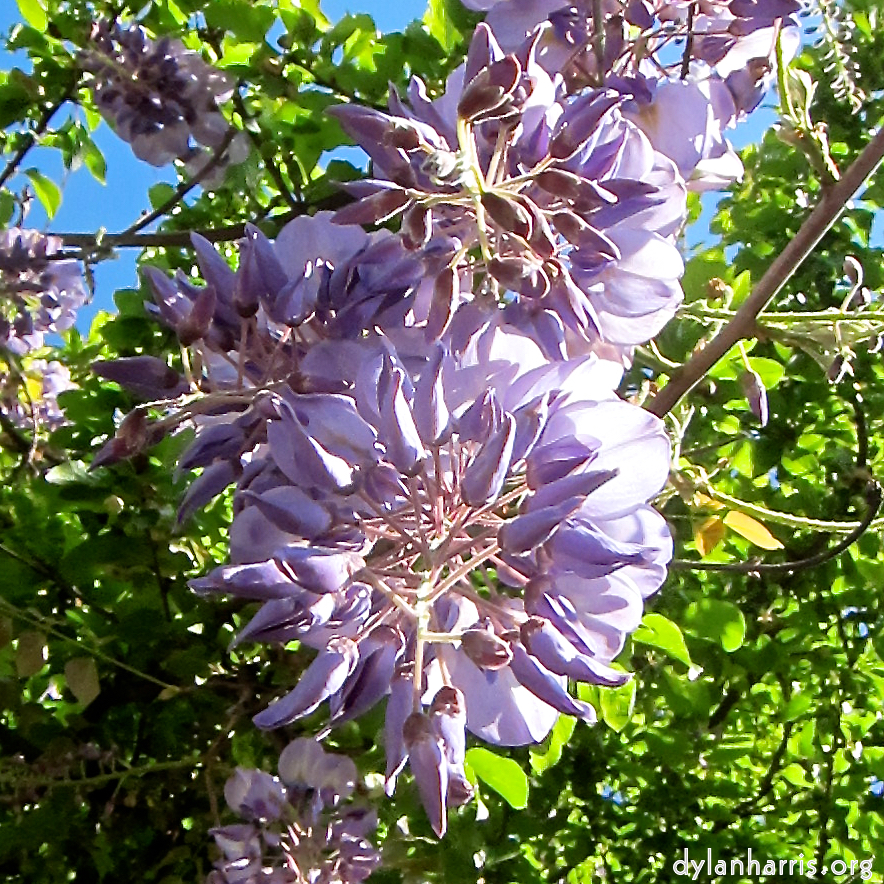 image: Image 'esch–sur–alzette (xxviii) 3', at Escher Déiereesch, the head and crest of a chicken.