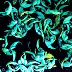 Image: Third image from the photoset 'dublin (x)'.