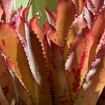 Image: dublin (xi) photoset