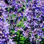 Image: Sixth image from the photoset 'dublin (xi)'.