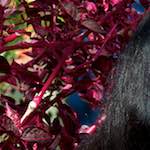 image: Image from the photoset ‘
poets (i)
’.