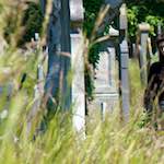 image: Image from the photoset ‘
poets (iii)
’.