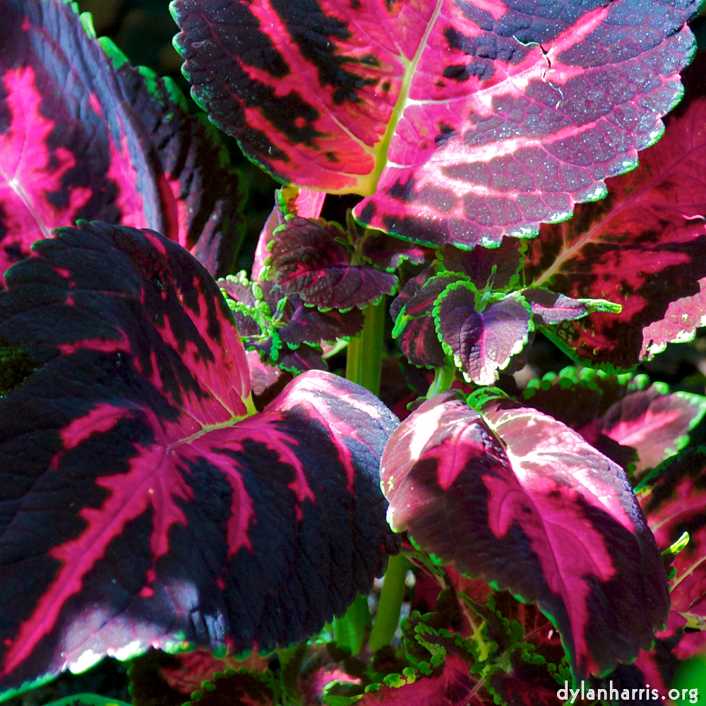 Image: Image 'dublin (xii) 6'.