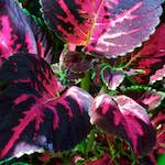 Image: Sixth image from the photoset 'dublin (xii)'.