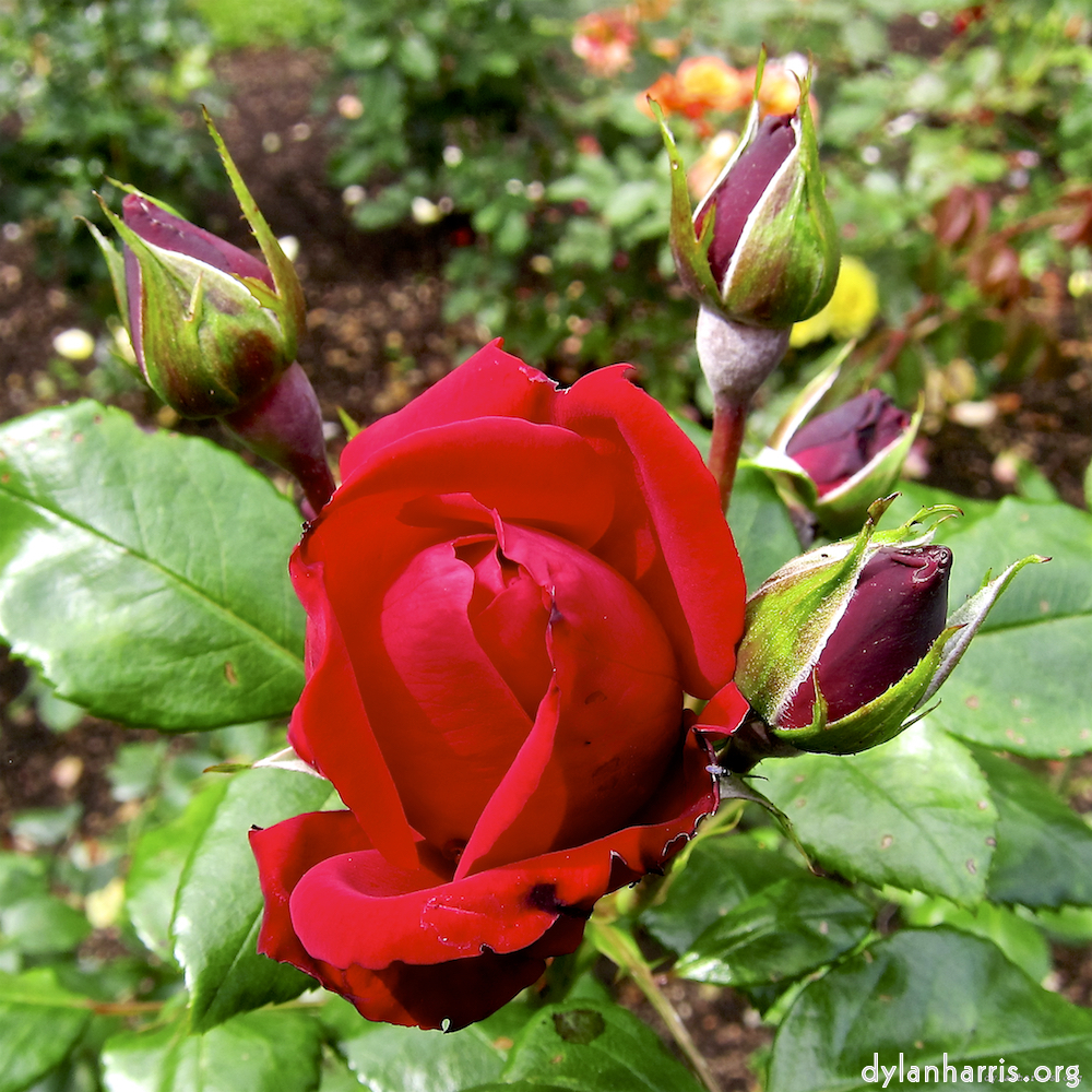 Image: Image 'escher blummen (lxix) 3'.